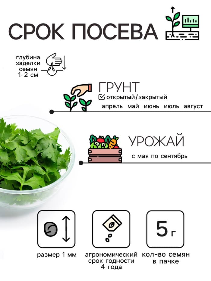 Семена Кориандр "Бородинский", 5 г