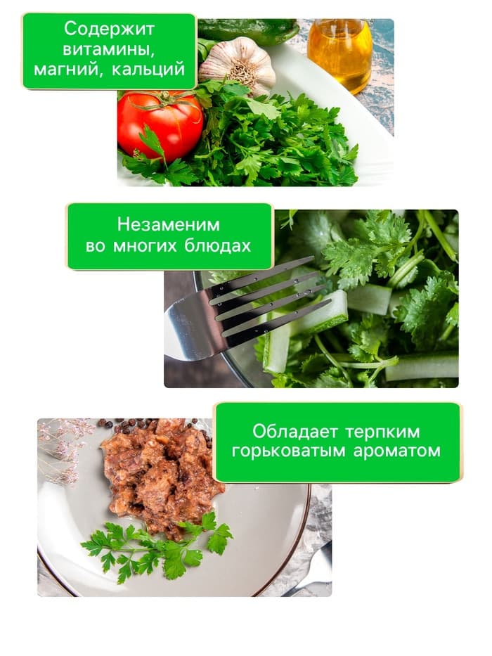 Семена Кориандр "Бородинский", 5 г