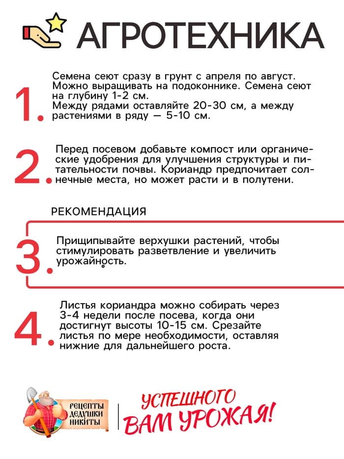 Семена Кориандр "Бородинский", 5 г