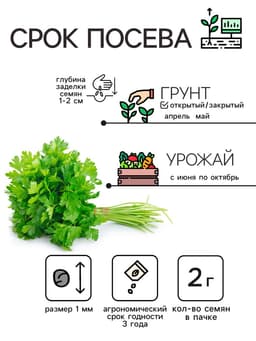 Семена петрушка листовая «Богатырь», 2 г