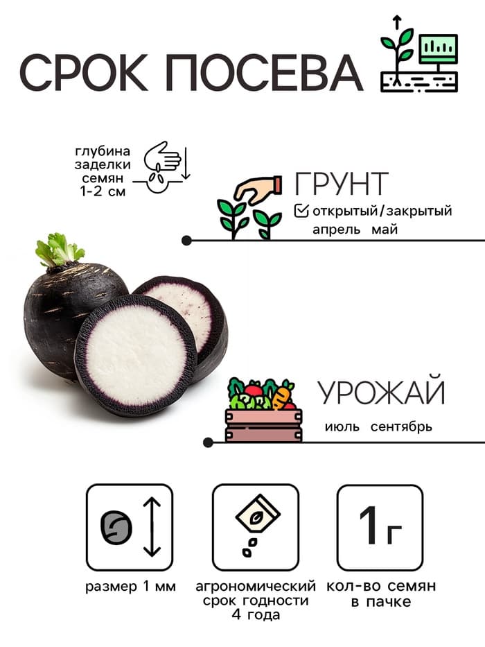 Семена Редька "Зимняя круглая чёрная", среднеспелая, 1 г