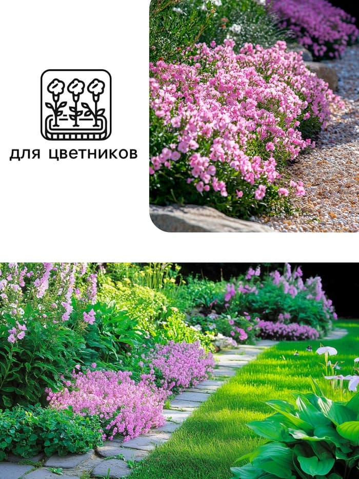 Семена цветов Маттиола двурогая «Вечерний аромат», смесь, 0.3 г, «Рецепты дедушки Никиты»