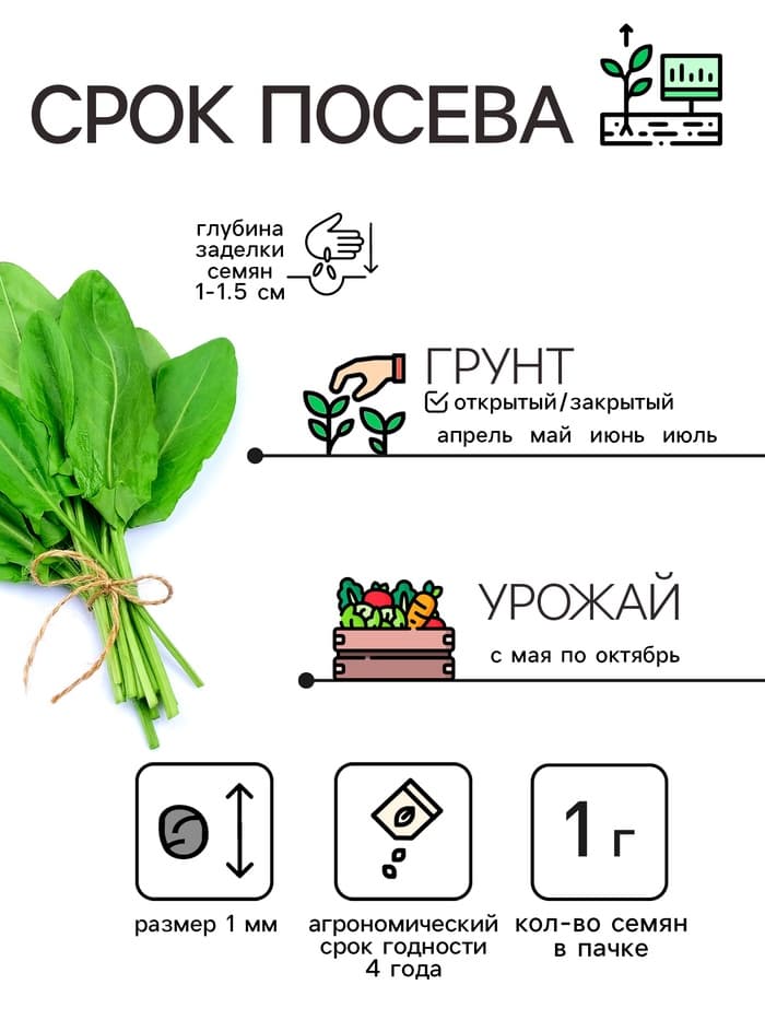 Семена Щавель "Широколистный", 1 г