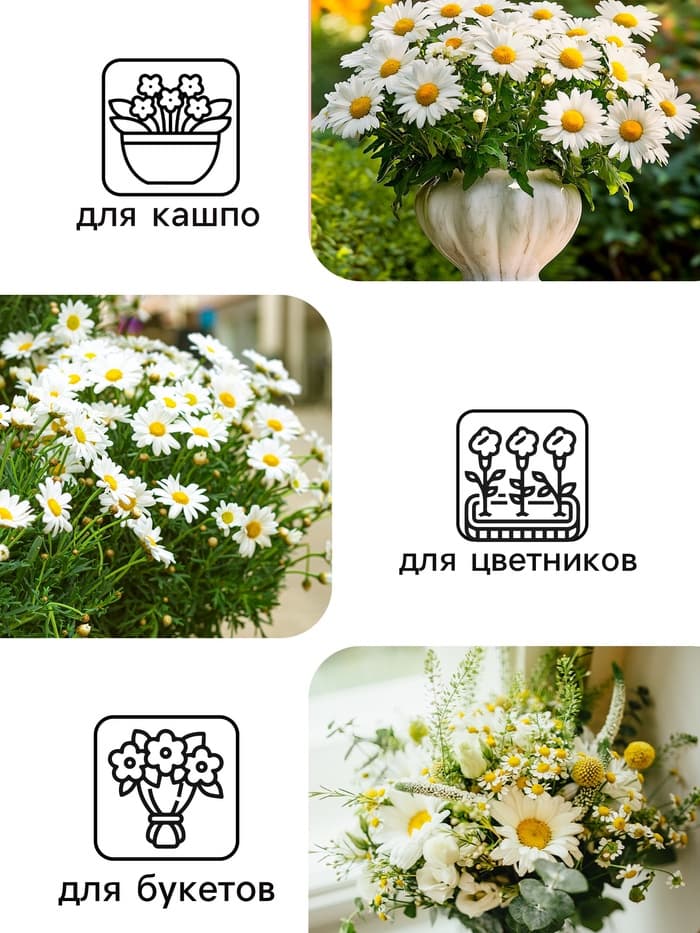 Семена цветов Ромашки "Аляска", 0,3 г