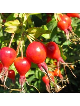 Шиповник "Витаминный ВНИВИ", туба, 1 шт, Весна 2025