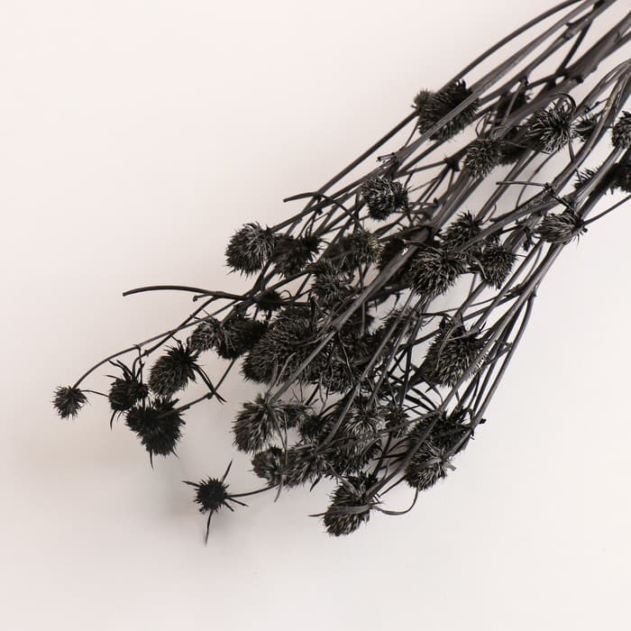 Набор сухоцветов "Эрингиум", банч 5 шт, длина 50 (+/- 6 см), черный