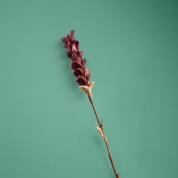 Сухоцвет на бамбуковом стебле, 150 см, фиолетовый