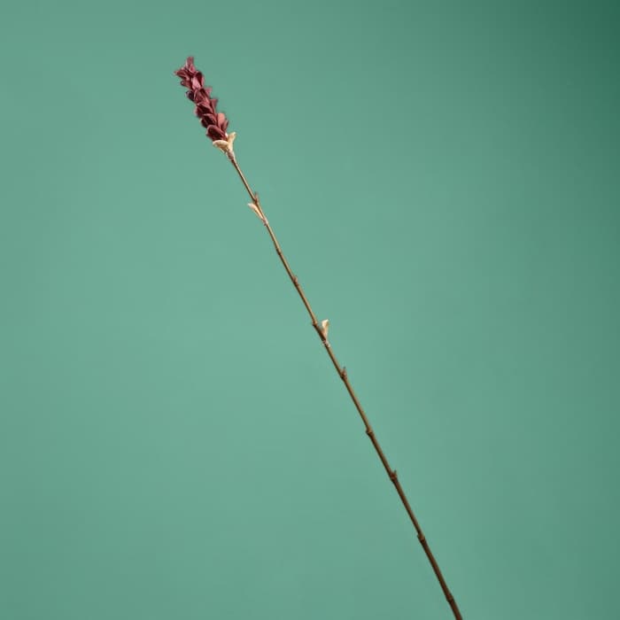 Сухоцвет на бамбуковом стебле, 150 см, фиолетовый