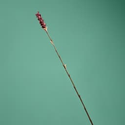 Сухоцвет на бамбуковом стебле, 150 см, фиолетовый