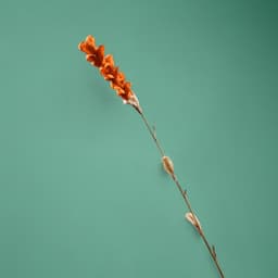 Сухоцвет на бамбуковом стебле, 150 см, оранжевый