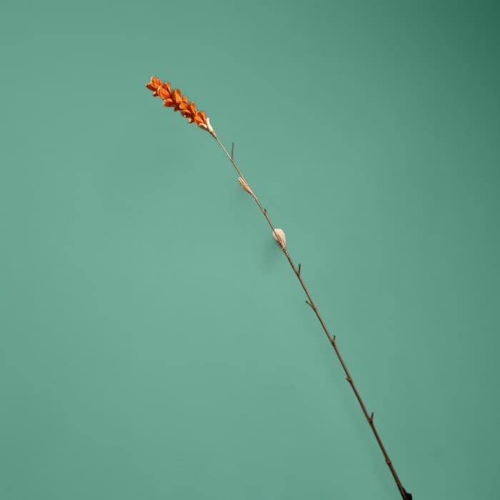 Сухоцвет на бамбуковом стебле, 150 см, оранжевый