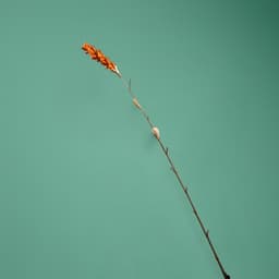 Сухоцвет на бамбуковом стебле, 150 см, оранжевый