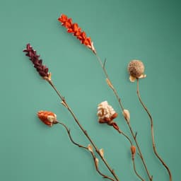 Сухоцвет на бамбуковом стебле, 150 см, оранжевый