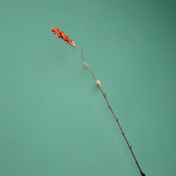 Сухоцвет на бамбуковом стебле, 150 см, коралловый