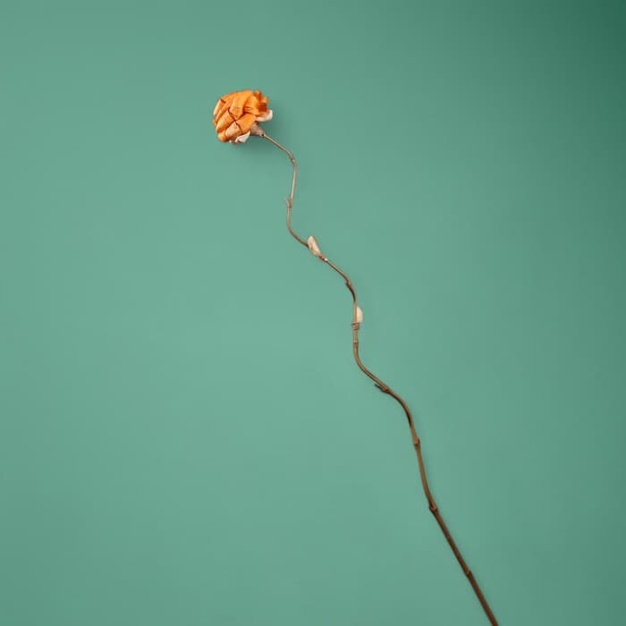 Сухоцвет на бамбуковом стебле, 150 см, оранжевый