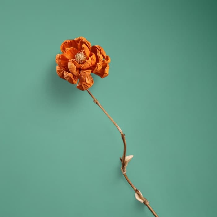 Сухоцвет на бамбуковом стебле, 150 см, оранжевый