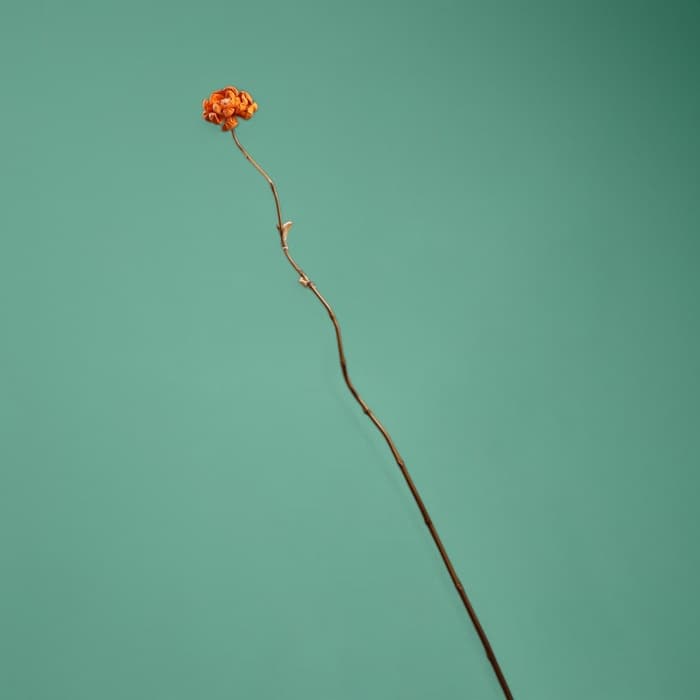 Сухоцвет на бамбуковом стебле, 150 см, оранжевый