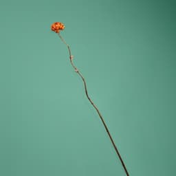 Сухоцвет на бамбуковом стебле, 150 см, оранжевый