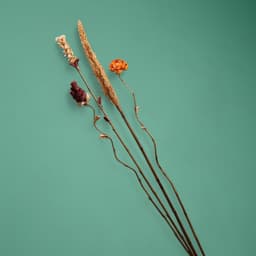 Сухоцвет на бамбуковом стебле, 150 см, оранжевый