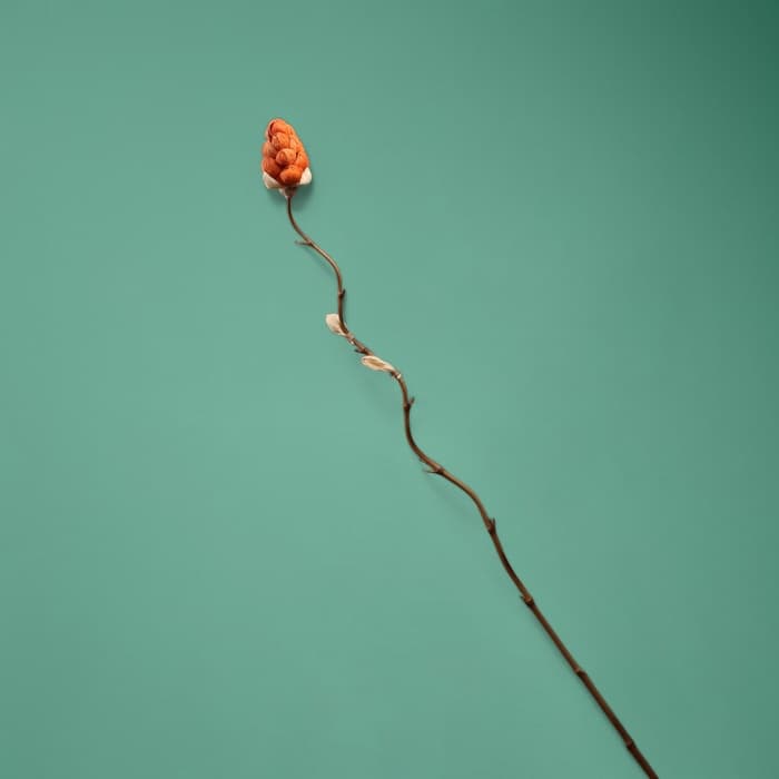 Сухоцвет на бамбуковом стебле, 150 см, коралловый