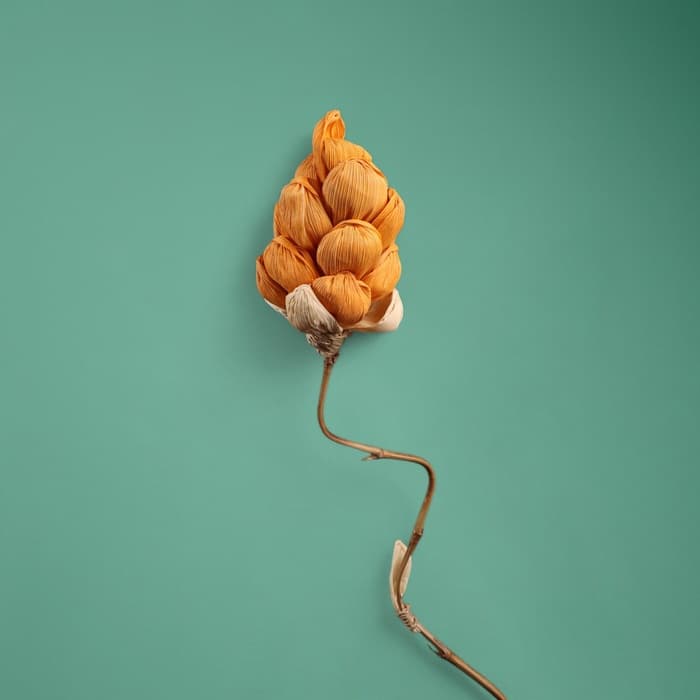 Сухоцвет на бамбуковом стебле, 150 см, оранжевый