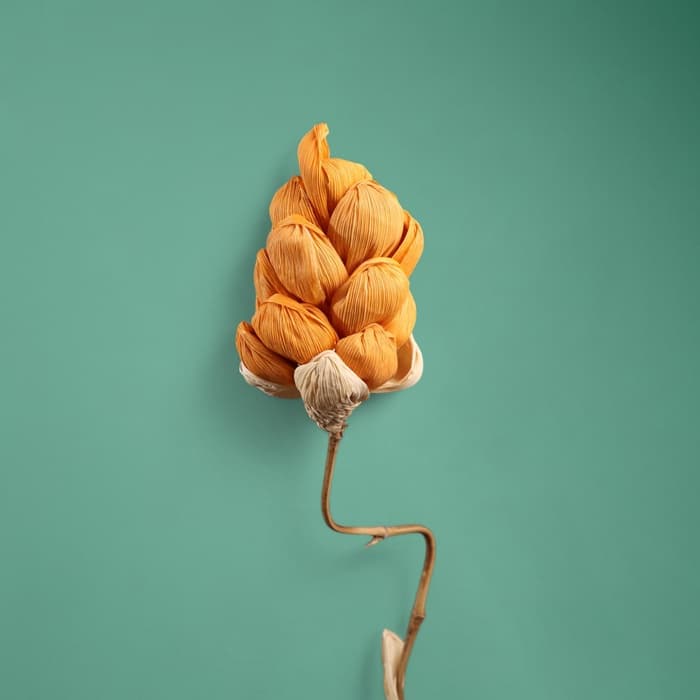 Сухоцвет на бамбуковом стебле, 150 см, оранжевый