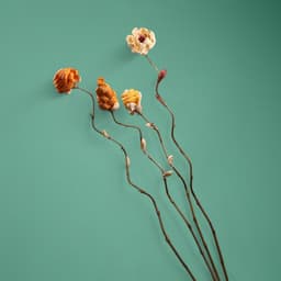 Сухоцвет на бамбуковом стебле, 150 см, оранжевый