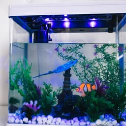 Декор для аквариума «Клоун оцеллярис», 6.6×4.3 см, с неоновым эффектом, силикон