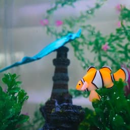 Декор для аквариума «Клоун оцеллярис», 6.6×4.3 см, с неоновым эффектом, силикон