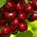 Саженец Черешня (ОКС) Валерий Чкалов 1 шт. Весна 2026