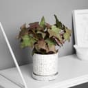 Искусственный цветок в горшке «Плющ комнатный ультра» (мягкий лист), 15×7 см, МИКС