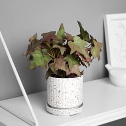 Искусственный цветок в горшке «Плющ комнатный ультра» (мягкий лист), 15×7 см, МИКС