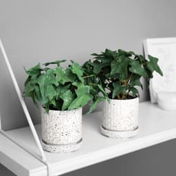 Искусственный цветок в горшке «Плющ комнатный ультра» (мягкий лист), 15×7 см, МИКС