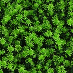 Декоративная панель, 50×50 см, «Высокий мох», Greengo