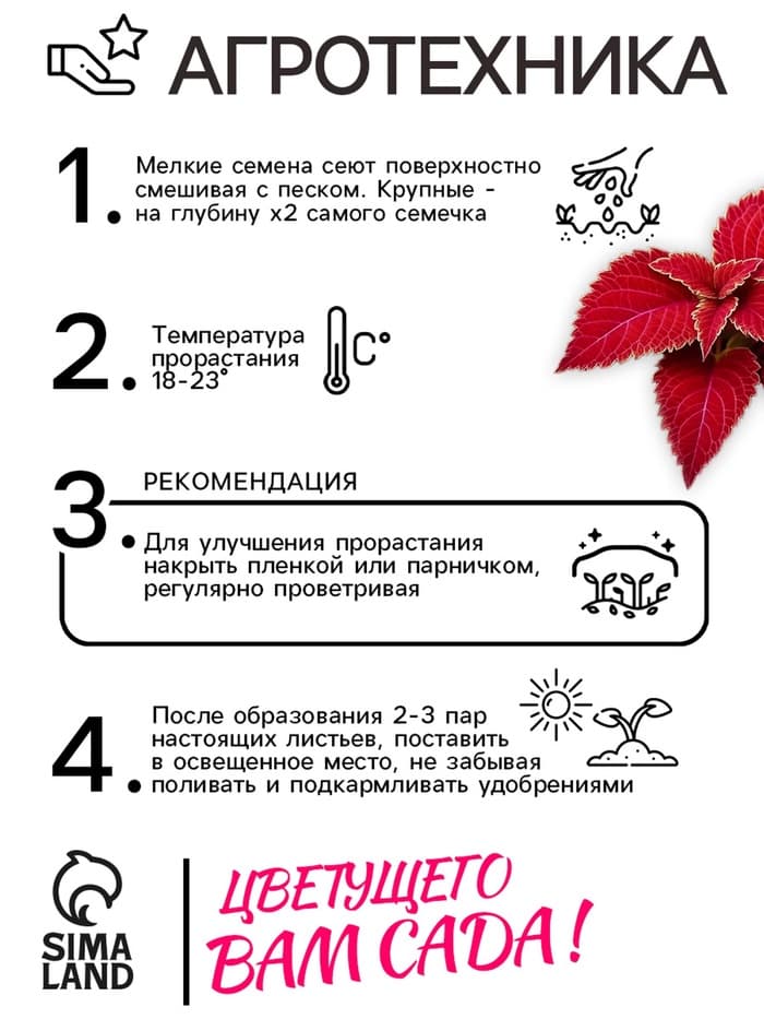 Семена цветов Колеус Визард Вельвет ред, 10шт