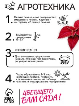 Семена цветов Колеус Визард Вельвет ред, 10шт