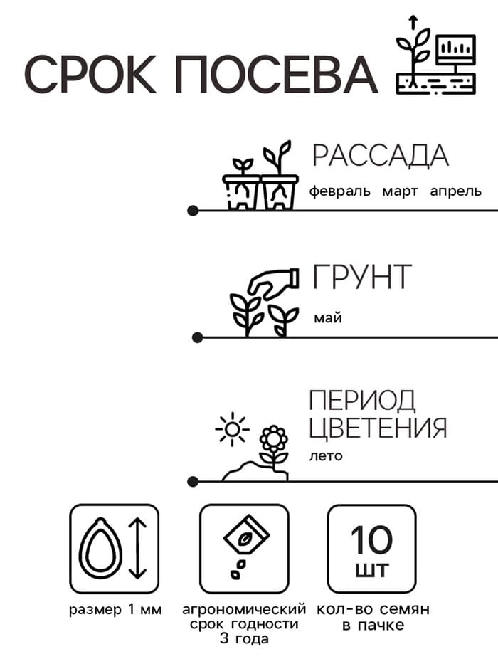 Семена цветов Колеус Визард Роуз, 10шт