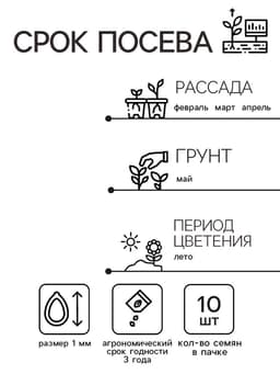 Семена цветов Колеус Визард Роуз, 10шт