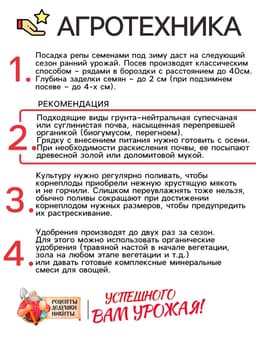 Семена Репа "Петровская 1", 1 г