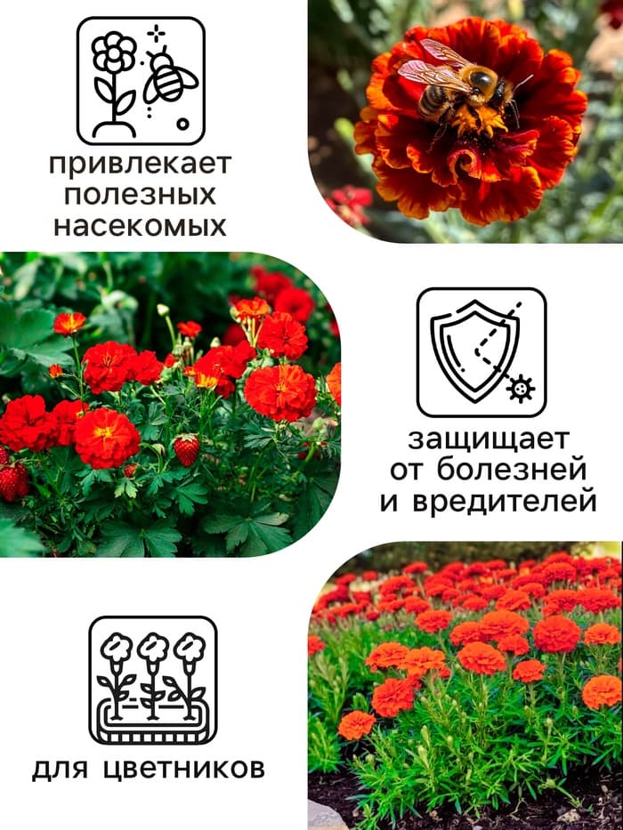 Семена цветов Календула махровая «Ред виз блэк центр», 0.3 г, «Рецепты дедушки Никиты»