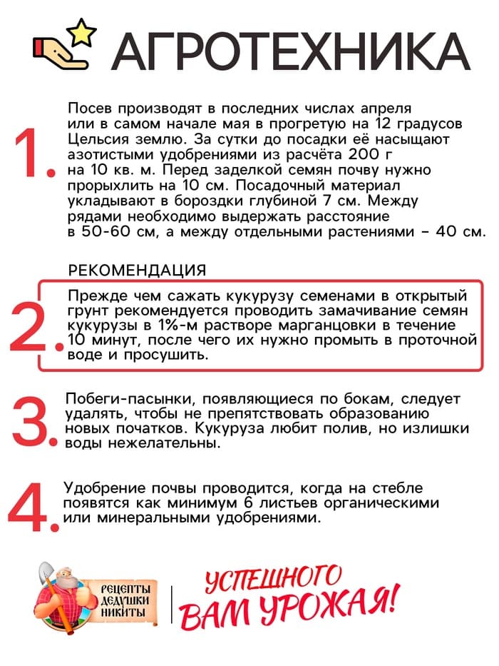 Семена Кукуруза «Краснодарский сахарный 250 CB», 3 г, «Рецепты дедушки Никиты»