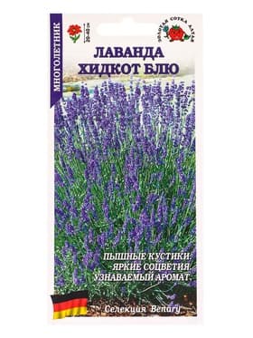 Семена Лаванда «Хидкот Блю», 10 шт., «Золотая Сотка Алтая»