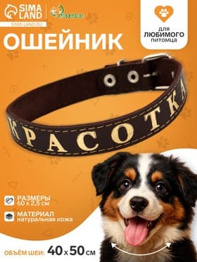 Ошейник «Красотка», 60×2.5 см, однослойный, тиснение фольгой, кожа, цвет МИКС