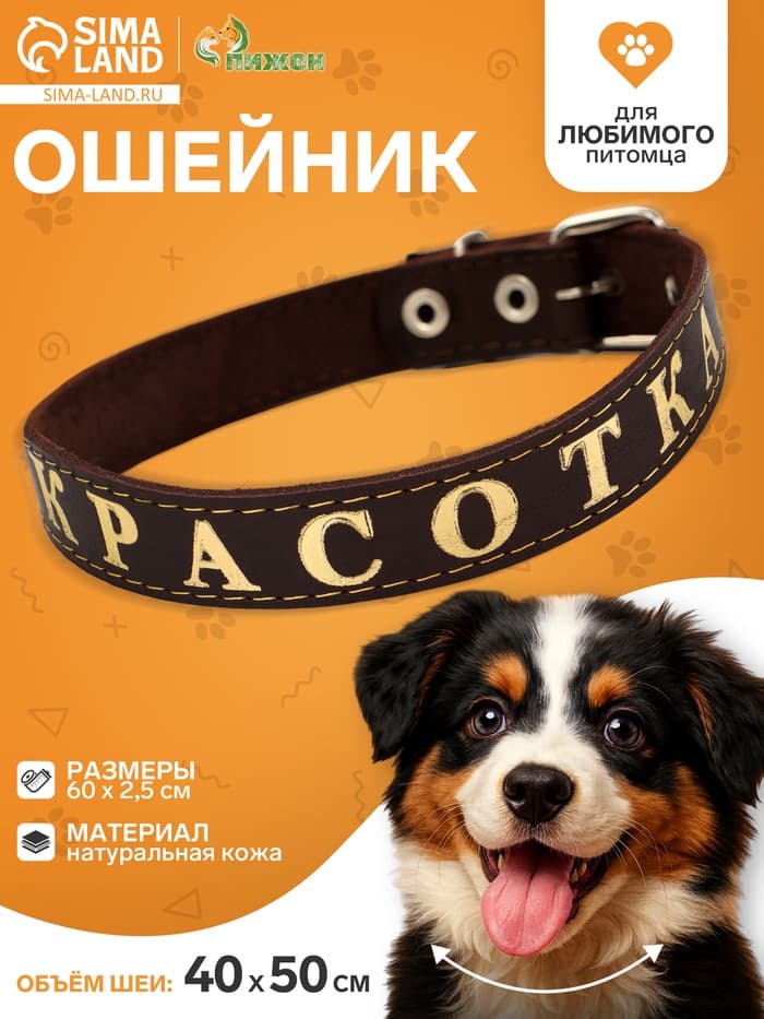 Ошейник «Красотка», 60×2.5 см, однослойный, тиснение фольгой, кожа, цвет МИКС