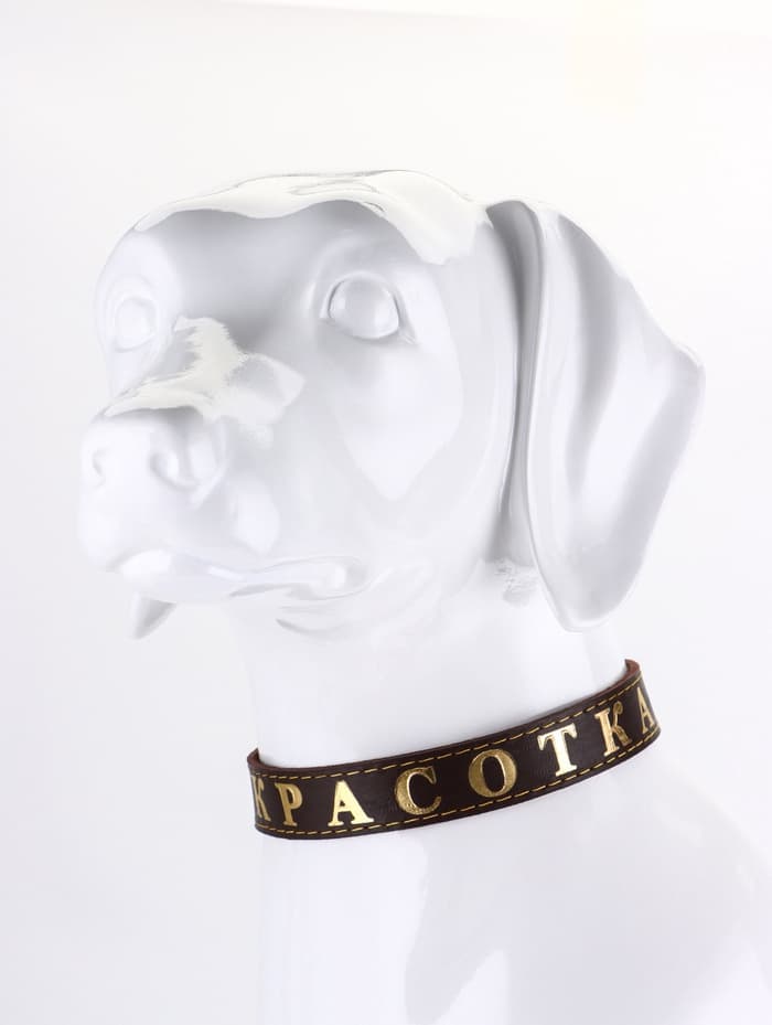 Ошейник «Красотка», 60×2.5 см, однослойный, тиснение фольгой, кожа, цвет МИКС