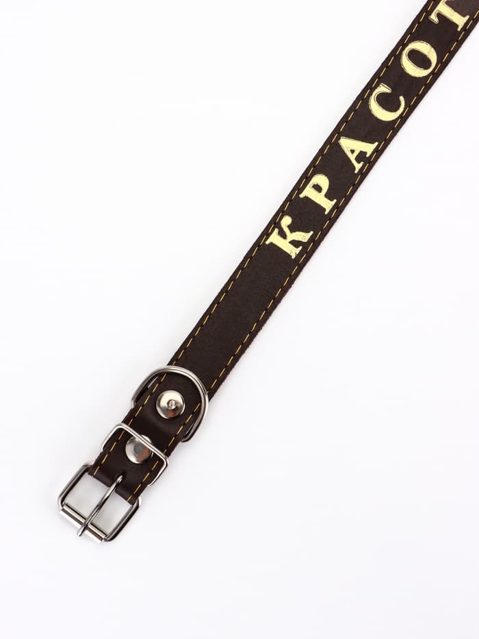 Ошейник «Красотка», 60×2.5 см, однослойный, тиснение фольгой, кожа, цвет МИКС