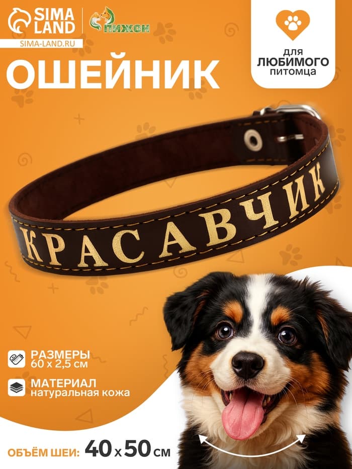 Ошейник «Красавчик», 60×2.5 см, однослойный, тиснение фольгой, кожа, цвет МИКС