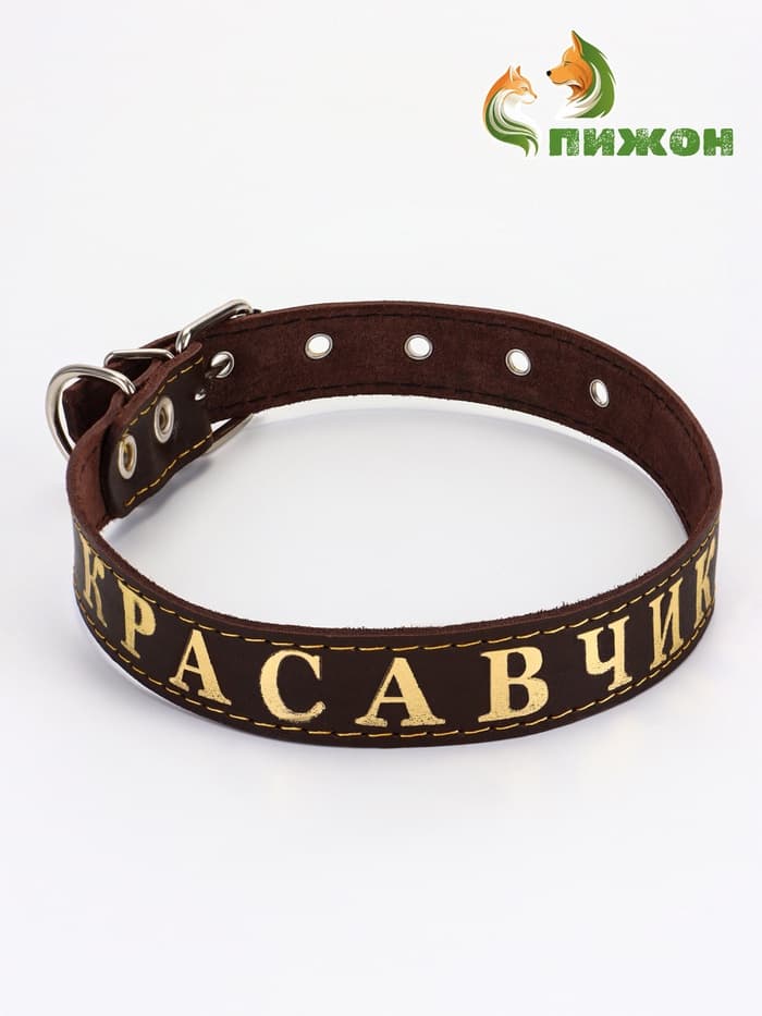 Ошейник «Красавчик», 60×2.5 см, однослойный, тиснение фольгой, кожа, цвет МИКС