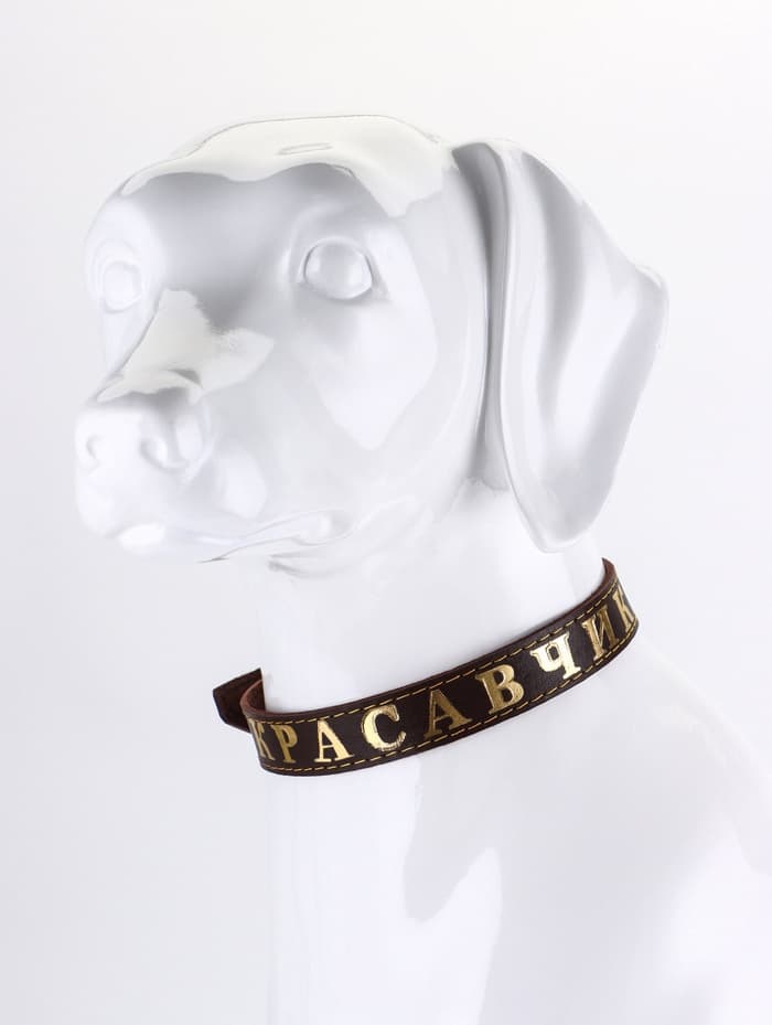 Ошейник «Красавчик», 60×2.5 см, однослойный, тиснение фольгой, кожа, цвет МИКС