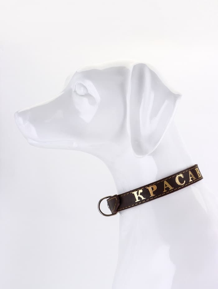 Ошейник «Красавчик», 60×2.5 см, однослойный, тиснение фольгой, кожа, цвет МИКС